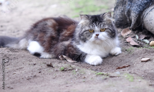 Persian cat sitting on the ground in garden background