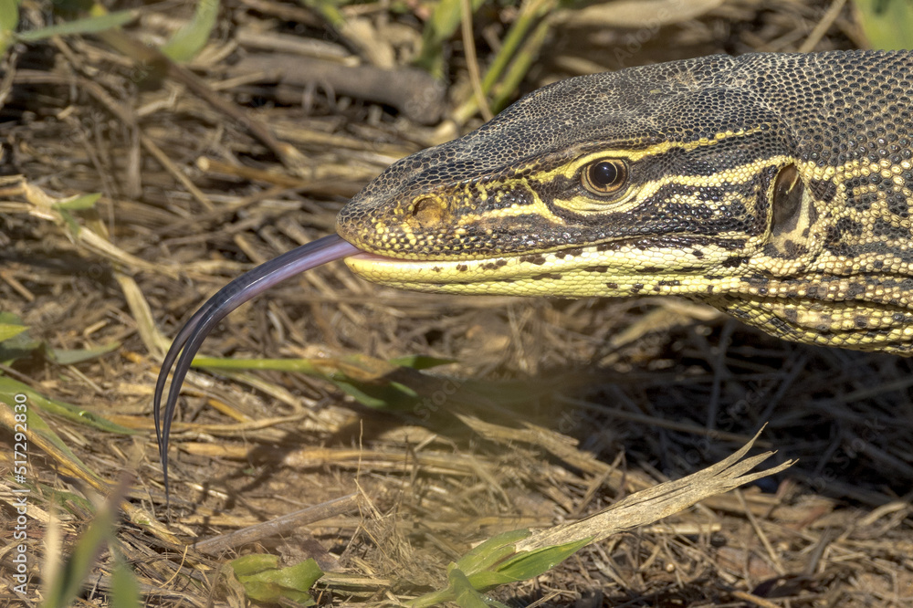 Gould's Monitor Goanna in Queensland Australia Gould's Monitor Goanna in Queensland Australia