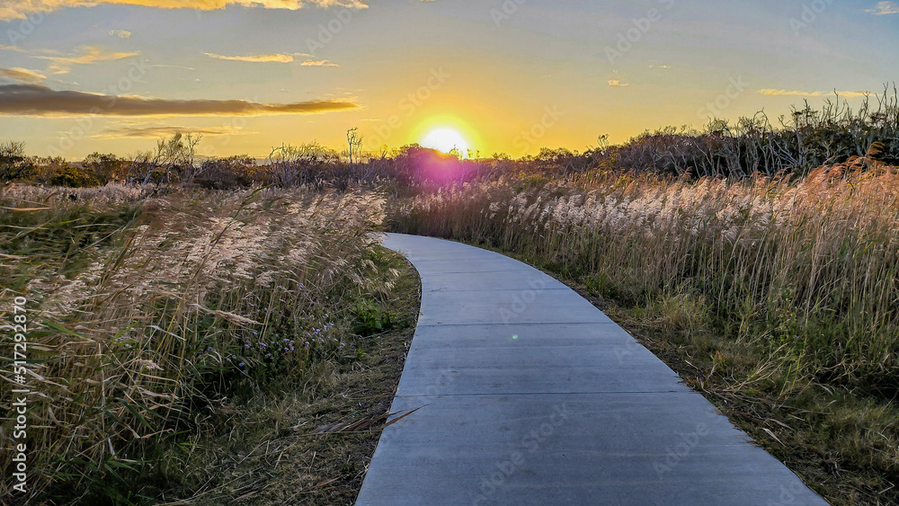 Walking path through long grass leading to tranquil gold sunset