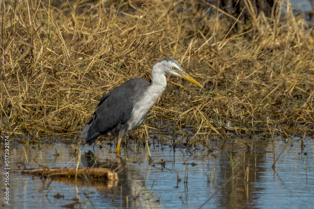Fototapeta premium Pied Heron in Queensland Australia