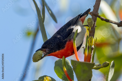 Beautiful Mistletoebird in Queensland Australia photo