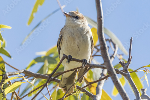 White-winged Triller in Queensland Australia photo