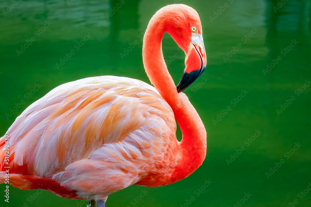 Fototapeta premium One pink flamingo on the water in Aruba, Caribbean