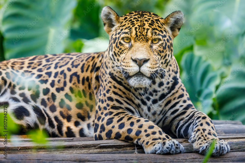 Obraz premium Jaguar looking at camera resting in Pantanal, Brazil, South America