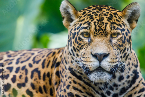 Jaguar looking at camera resting in Pantanal, Brazil, South America