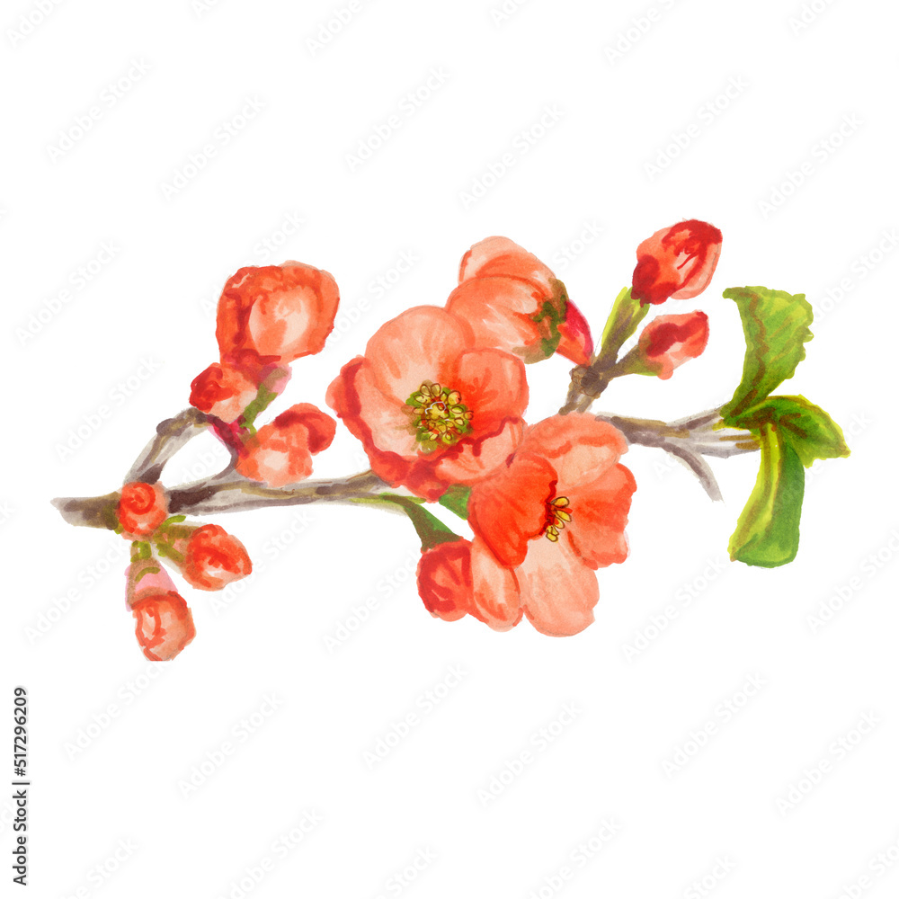 Botanical illustration Japanese quince flowers with leaves on branch. Watercolor  botanical illustration chaenomeles japonica- red  pink tropical flowers on white background.  Japanese style