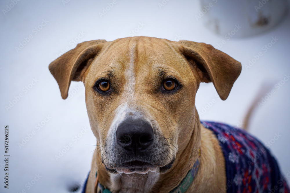 portrait of a dog in snow wearing blue sweater