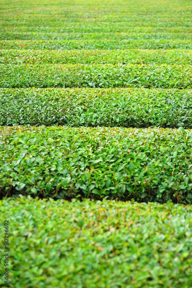 茶畑の風景1 茶畑の風景1