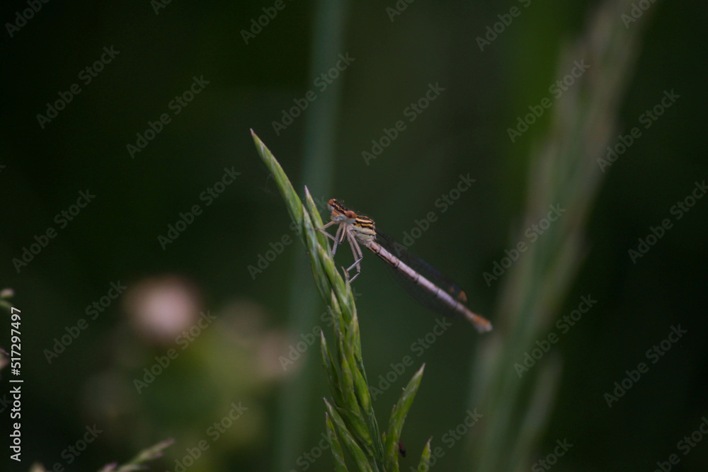 insect macro insect macro