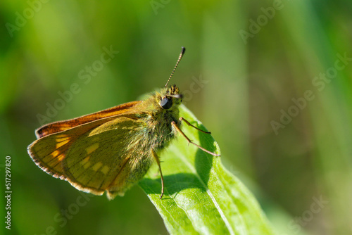 insect macro