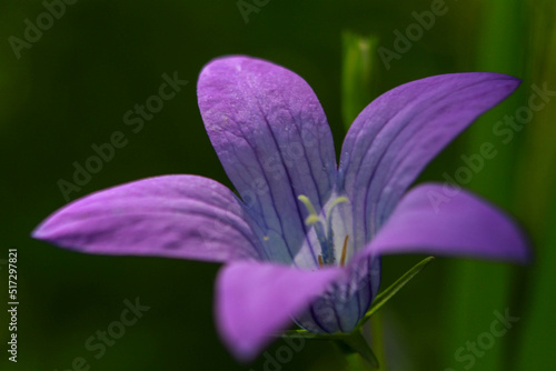 flora macro