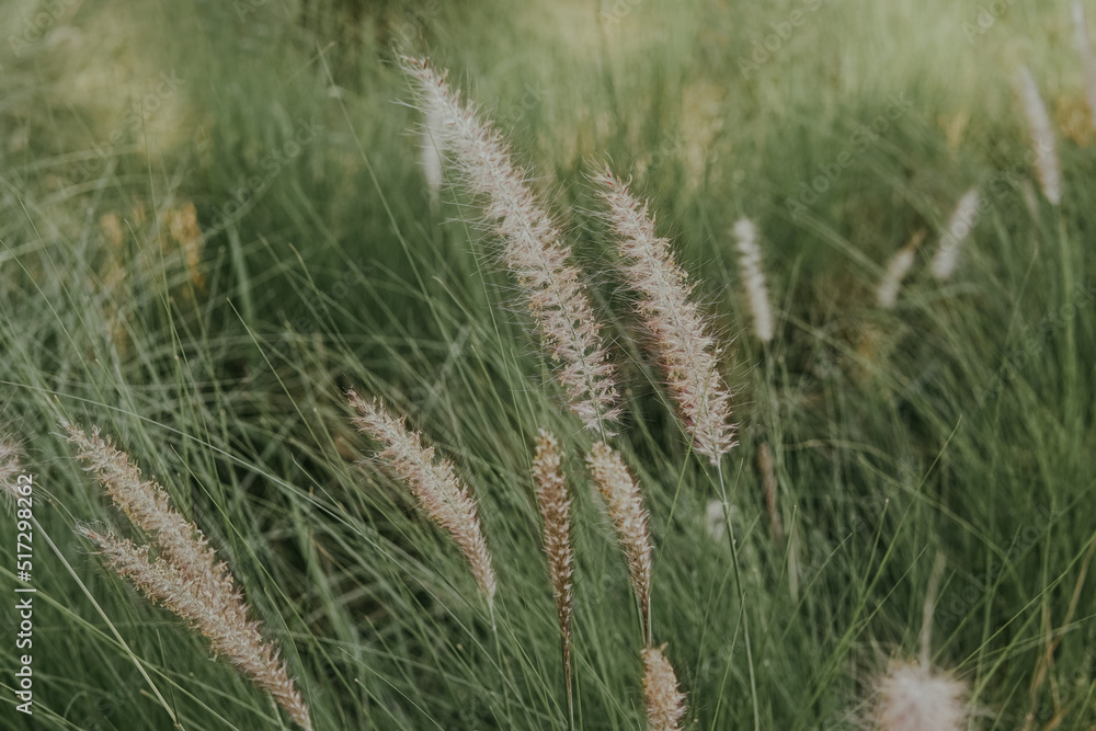 Fototapeta premium Pennisetum grass fether, positive ,relaxing ,effortless and soothing concept