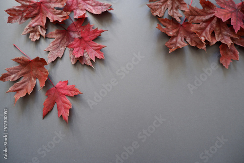Colorful maple leaves composition on gray background. Autumn concept background decoration with red maple leaves. photo