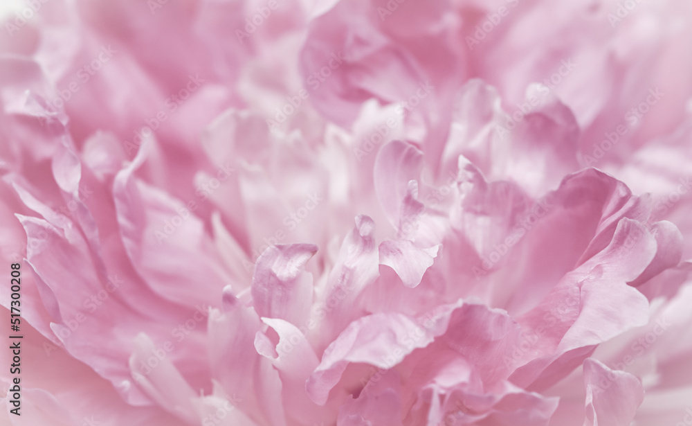 Pink peony flower petals. Soft focus. Abstract floral background for holiday brand design