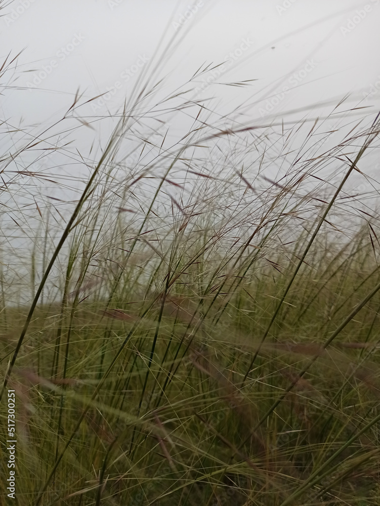 Cloudy weather enlivens the grass on the beach Cloudy weather enlivens the grass on the beach