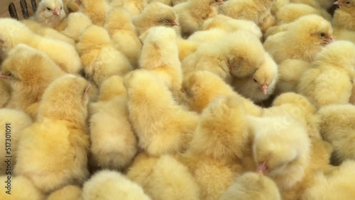Many yellow chicks in baskets are sold in the market.