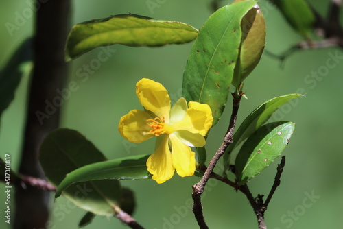 Wallpaper Mural Ochna serrulata commonly known as the small-leaved plane, carnival ochna, bird's eye bush, is an ornamental garden plant in the family Ochnaceae Torontodigital.ca