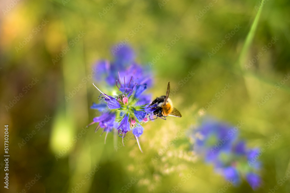 bee on a flower bee on a flower