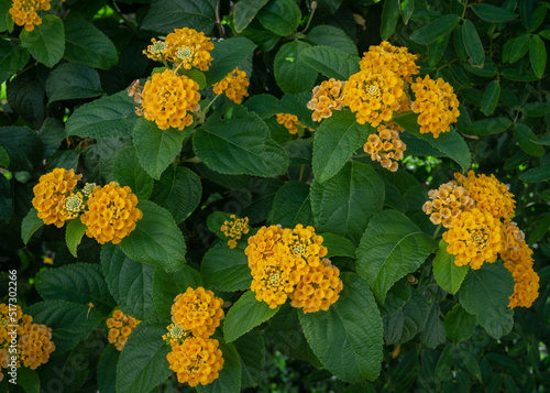 Closeup view of colorful orange yellow clusters of flowers of lantana shrub blooming in outdoor garden