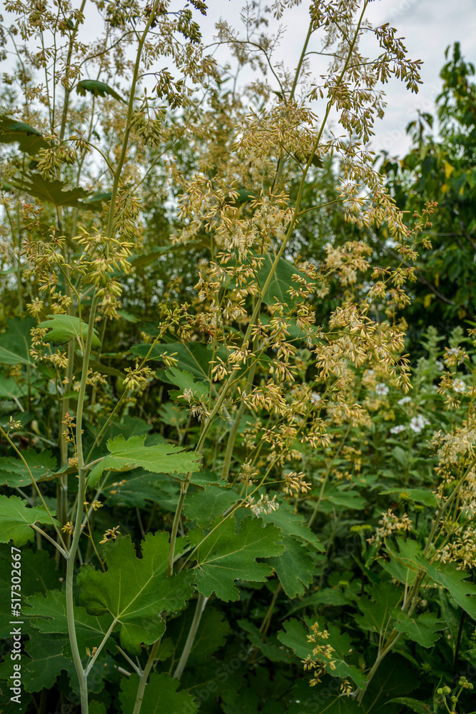 Macleaya cordata (plume poppy, tree celandine) Macleaya cordata (plume poppy, tree celandine)