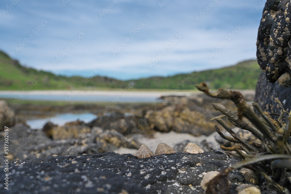 Shells on Calgary Beach on the Isle of Mull Shells on Calgary Beach on the Isle of Mull
