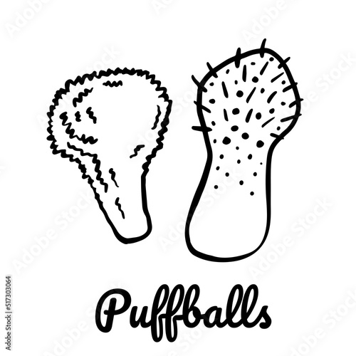 Puffball line icon. Vector mushroom illustration isolated on white background for book, market, restaurant menu, package design.