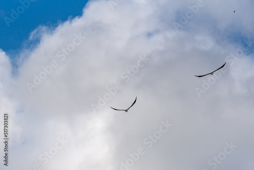 Two Grey Goshawk Accipiter Novaehollandiae. Australian wild raptor on blue sky and clouds background.