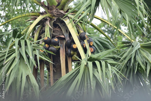 Palmyra-Palm tree at village, Tal gach in bengali