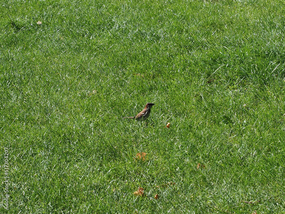 common blackbird scient. name Turdus merula bird animal common blackbird scient. name Turdus merula bird animal