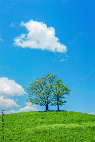 丘の上の新緑の木と雲