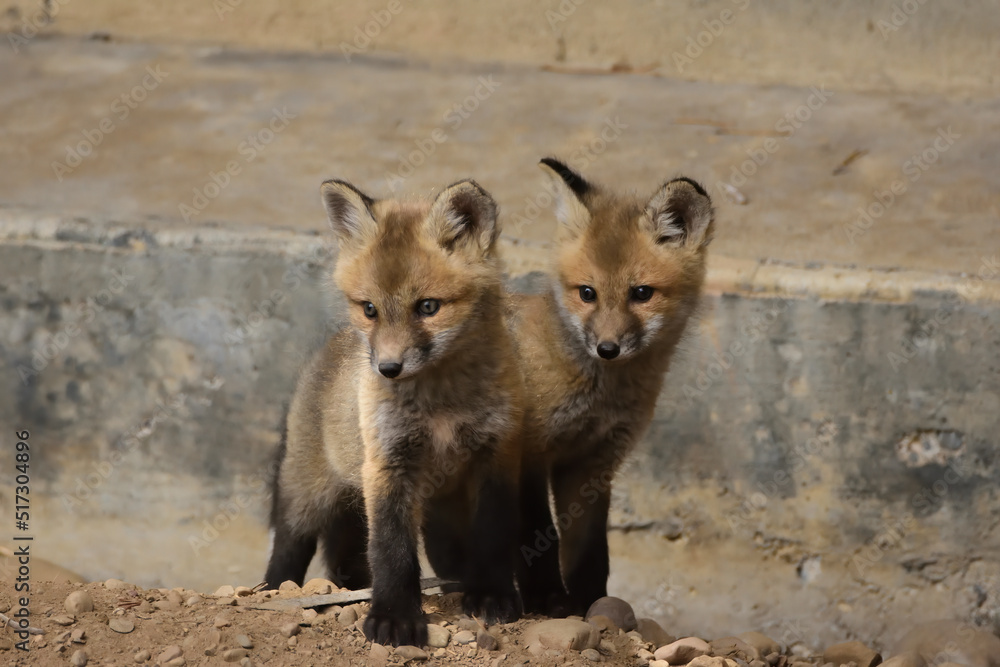 two baby foxes stand together looking curiously toward he camera two baby foxes stand together looking curiously toward he camera