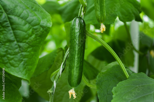 Greenhouse with fresh ripe cucumber. Organic food and vegetables. Healthy eating. Hydroponics in agribusiness. Growing cucumbers in a greenhouse using drip irrigation. Smooth camera movement photo