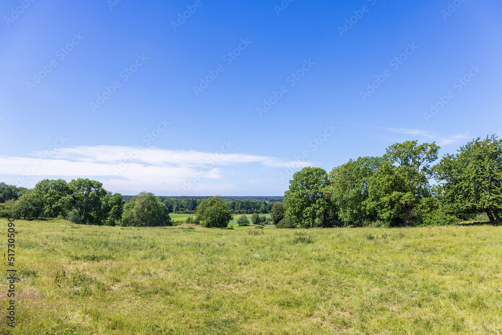 Meadow with a beautiful landscape view in the summer