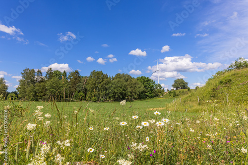 Meadow with flowering oxeye daisy flowers