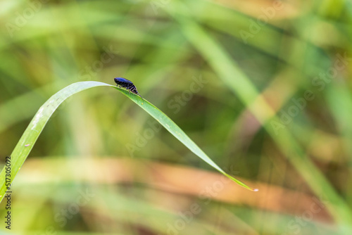 Click beetle on a blade of grass