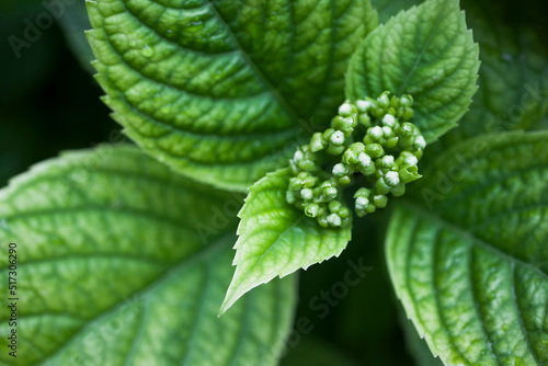 Macro shot of green leaves . Natural background