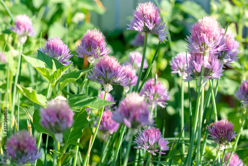 Purple flowers of Chives (Allium schoenoprasum), family Amaryllidaceae. Selective focus ,Blurred flowers .Beautiful floral background Purple flowers of Chives (Allium schoenoprasum), family Amaryllidaceae. Selective focus ,Blurred flowers .Beautiful floral background