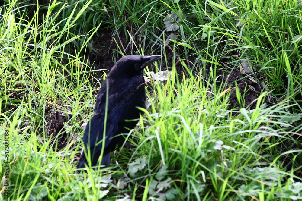 Obraz premium corneille