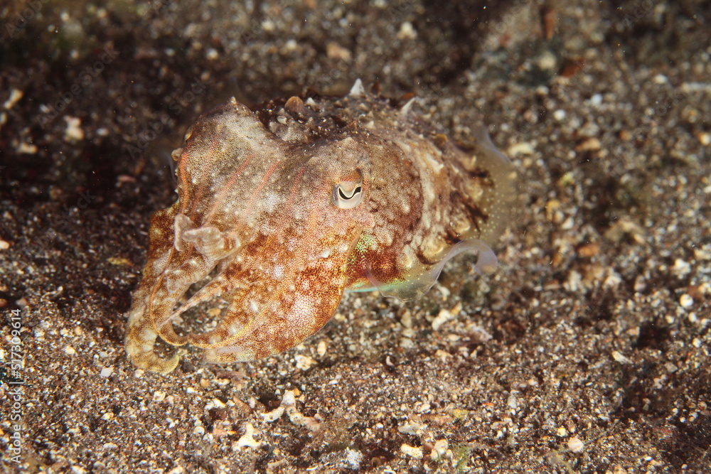 Small cuttlefish with reddish tones moving on the sandy seabed at night in search of food.