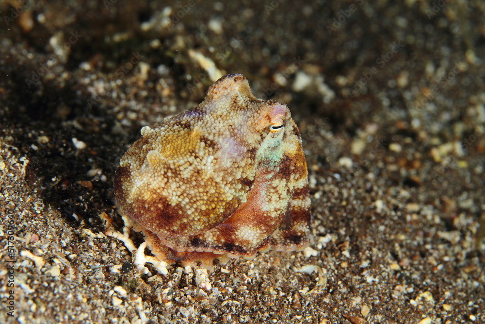 Small octopus moving on the sandy seabed at night in search of food.