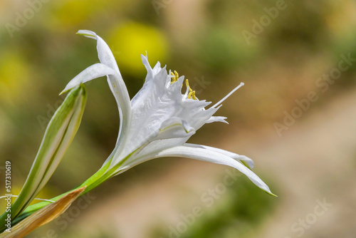 Sand lily or Sea daffodil closeup view. Pancratium maritimum, wild plant blooming Sea pancratium lily.
