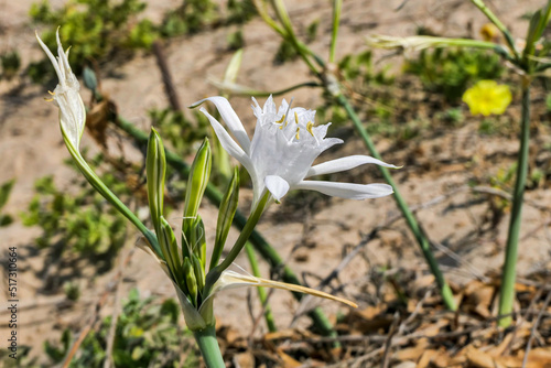 Sand lily or Sea daffodil closeup view. Pancratium maritimum, wild plant blooming Sea pancratium lily. photo