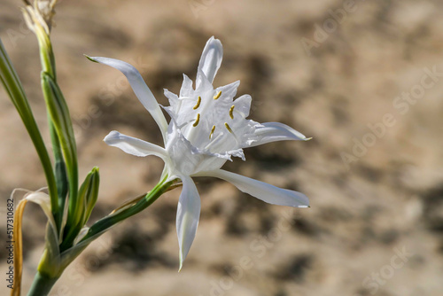 Sand lily or Sea daffodil closeup view. Pancratium maritimum, wild plant blooming Sea pancratium lily.