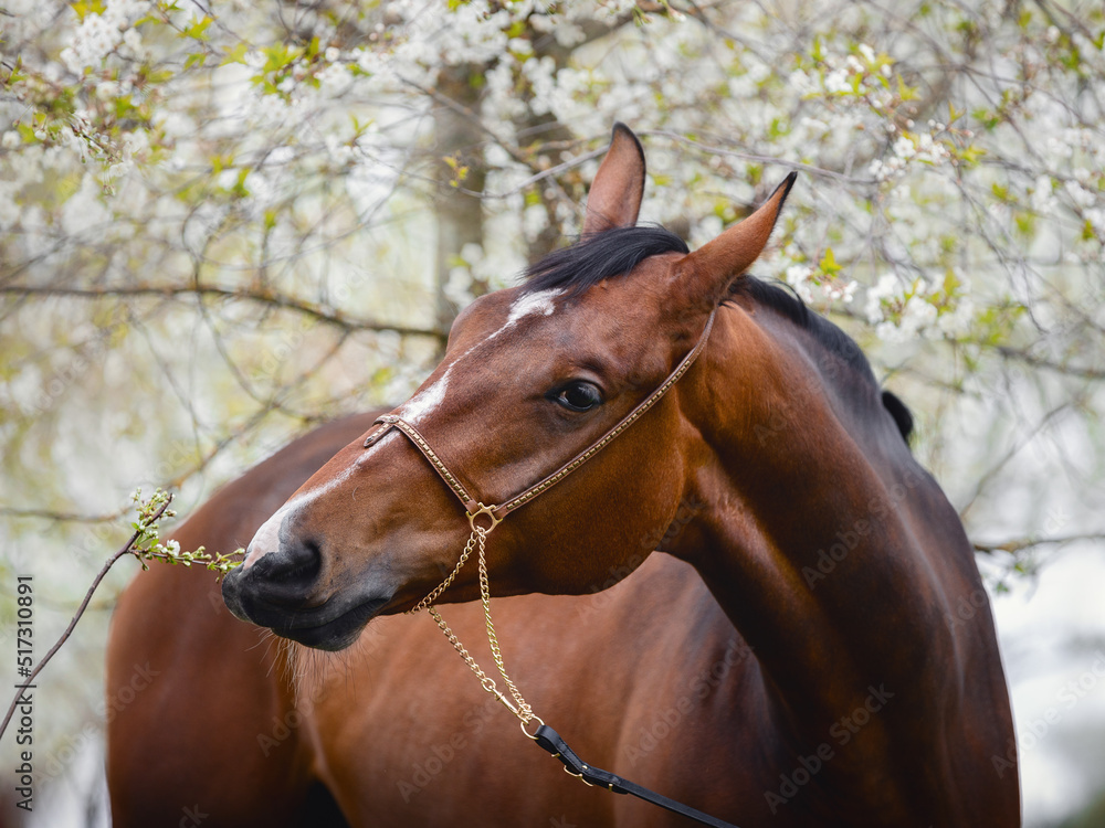 Fototapeta premium closeup portrait of young hanoverian sport mare horse with handmade halter