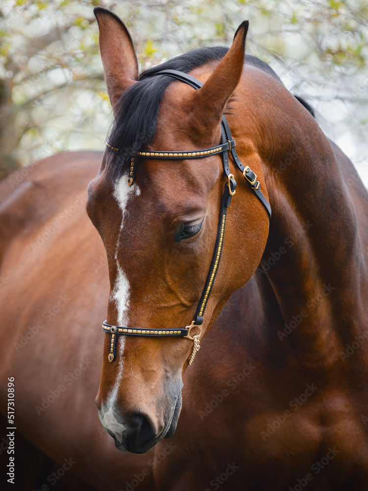 Fototapeta premium closeup portrait of young hanoverian sport mare horse with handmade halter