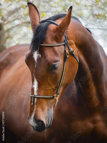 closeup portrait of young hanoverian sport mare horse with handmade halter