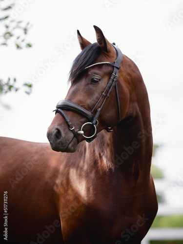 Canvas-taulu closeup portrait of young sport stallion horse with bridle in summer
