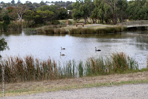 Wetland in Gateway sanctuary in Geelong, Melbourne, Australia : (pix SShukla)