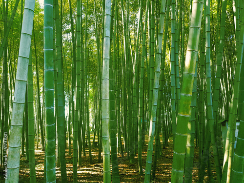 Green bamboo forest in sun light