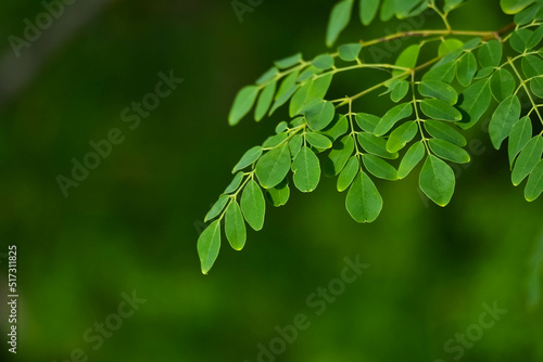 Fresh moringa leaves background photo